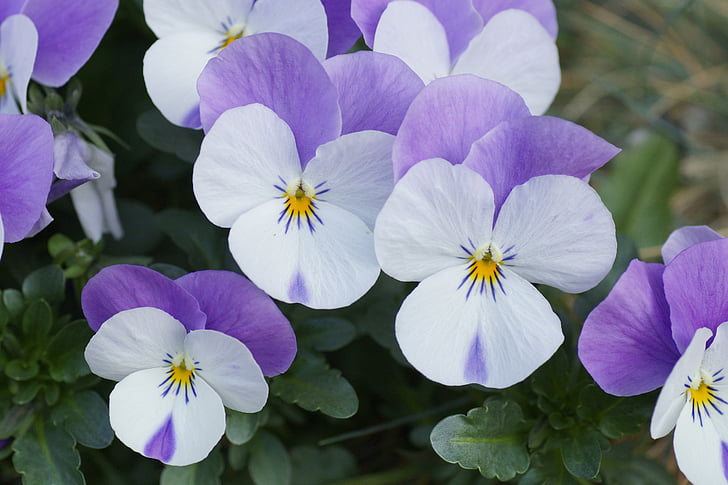 400–500, flower meadow, pansy, purple, purple white pansies, spring, violaceae