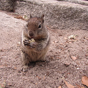 Josemitų, halfdome, Yosemite slėnį, nacionalinis parkas, burundukai, voverės, vienas gyvūnas