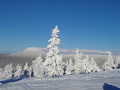 fiziska, ziemas, sniega, 2, daba, koks, meža