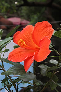 flor, flores, flores vistosas, flores de color rojo anaranjado, flor de cerca