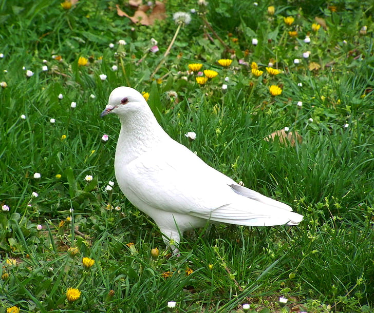 chim bồ câu trắng, con chim, động vật, cỏ, một trong những động vật, màu trắng, chủ đề động vật