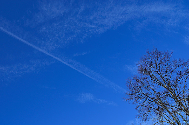 azul, nubes, rama, árbol, cielo, Fondo, Blanco