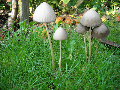 gljive, gljive, priroda, zelena, jesen, šuma, trava