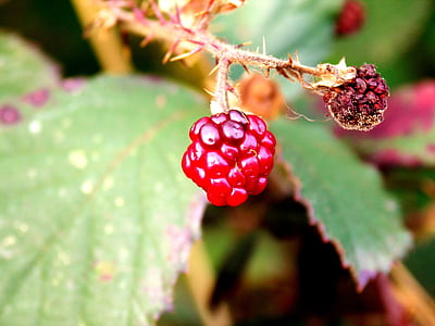 Berry, Bush, nature, rouge, fruits, mûres, petits fruits
