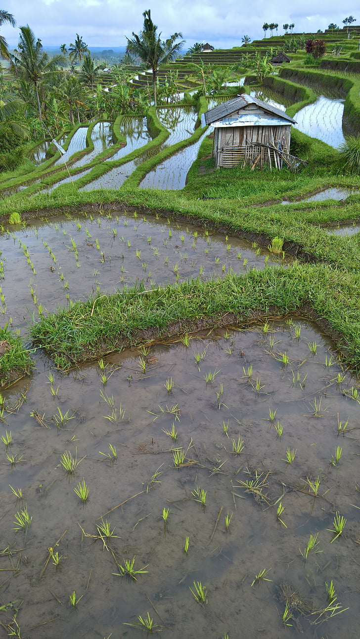 Pedi, Bali, Indonezija, rižina polja, Poljoprivreda, uzgoj riže, plantaže riže