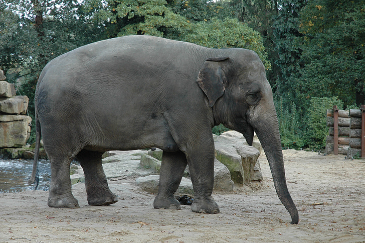olifant, dierentuin, Afrika, dieren, grote vijf, natuur, grijs