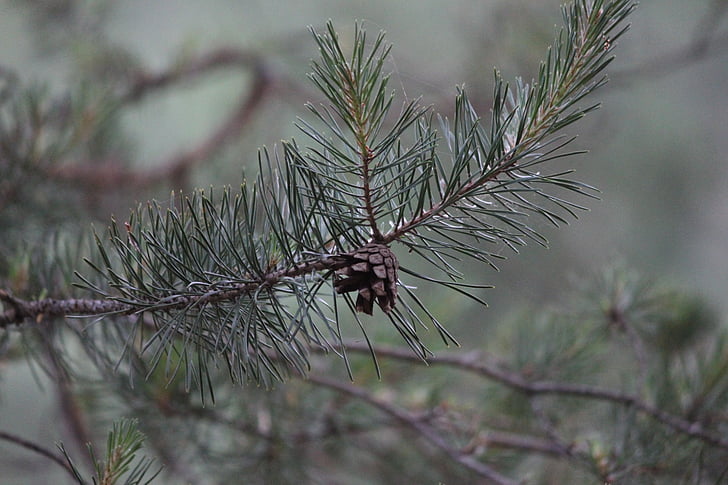 pine, pine cone, tree