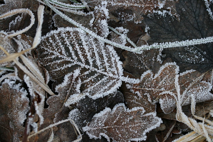 blade, rimfrost, Frost, vinter, natur, Ice, vinter visninger