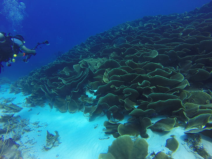 ulong channel, Coral, coral de col, Diver, paisaje marino, canal, bajo el agua