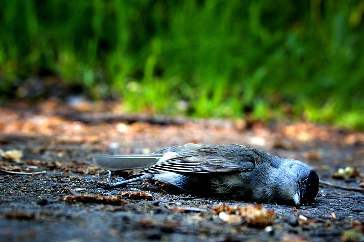 bird, death, die, pain, nature, mourning, decay