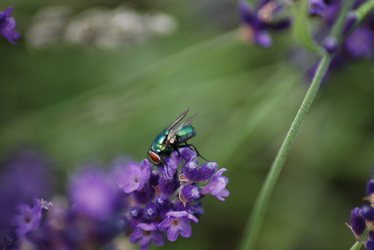 nikon d5100, fly, lavender, close, insect, lavender flowers, flower garden