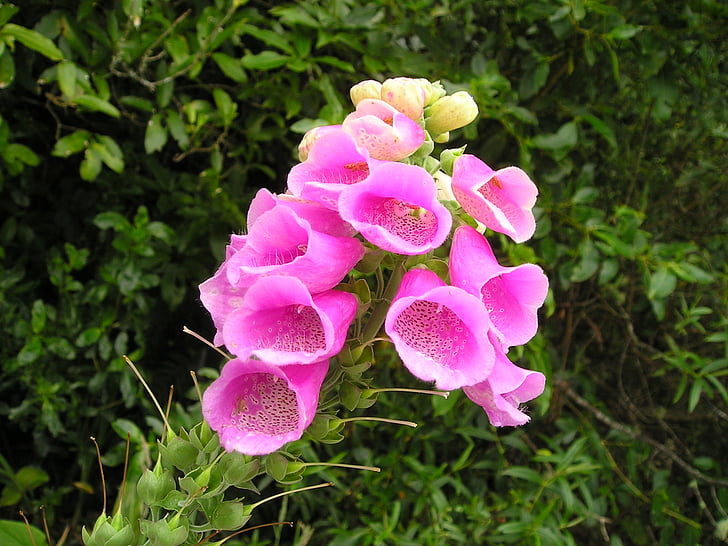blomst, Pink, New Zealand, plante, flora, natur, Orchid