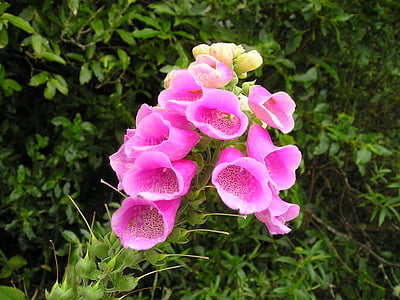flower, pink, new zealand, plant, flora, nature, orchid
