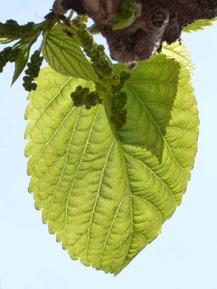 leaf, outbreak, mulberry, moral, sprout, tender leaves, spring