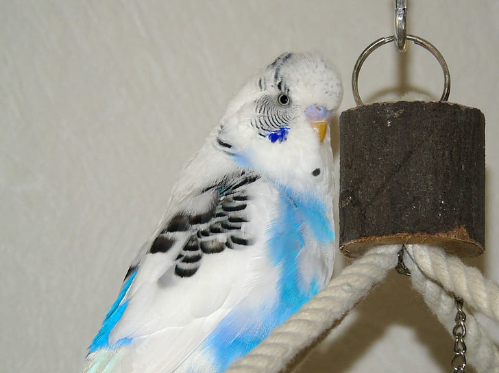 budgie, parrot, bird, blue, white, harlequin, closeup