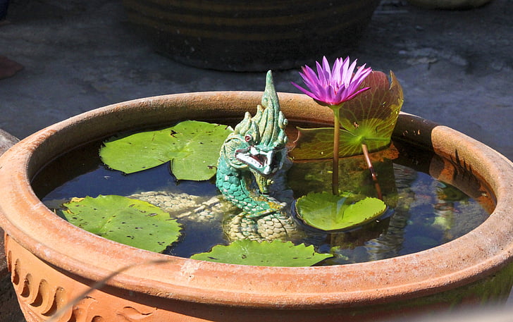 Naga, Lotus, Anlage, Blumen, Lotusblüte, Thailand, Wasserpflanze