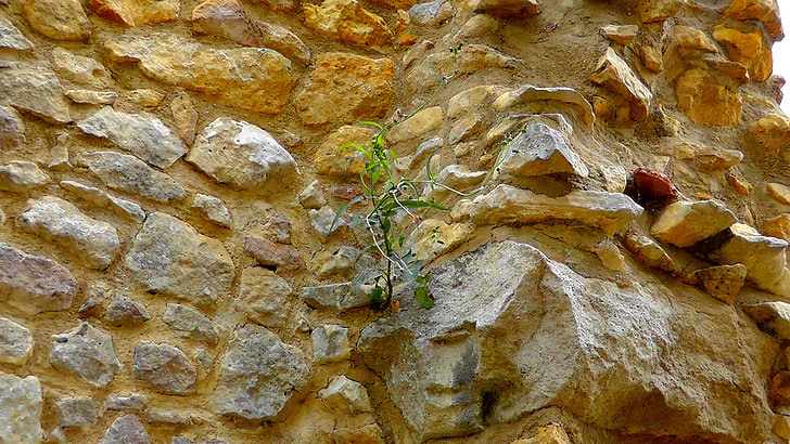 stenen muur, muur, Wallflower, keien