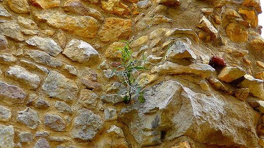 kőfal, fal, sárgaviola, sziklák
