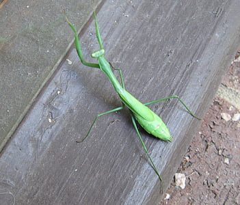 imádkozó sáska, Mantis, Mantodea, rovar, zöld, állat