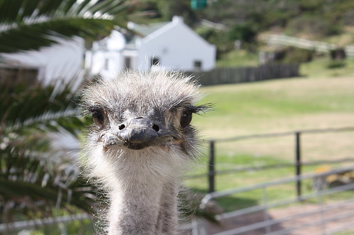 Etelä-Afrikka, Ostrich farm, kimppu, Afrikka, eläinten, lintu, matkustaa