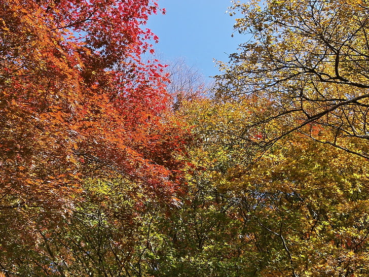 musim gugur, daun musim gugur, warna-warni, hutan, hutan, Arboretum