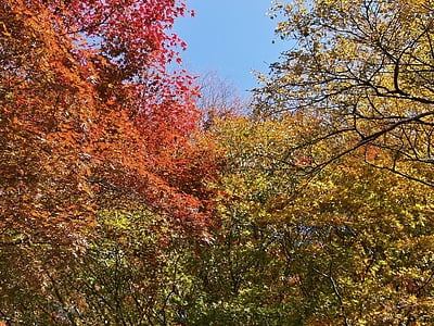 秋, 紅葉, カラフルです, 森の中, フォレスト, 樹木園