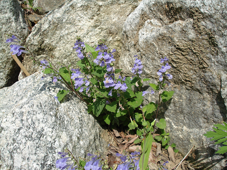 花, ロック, 春