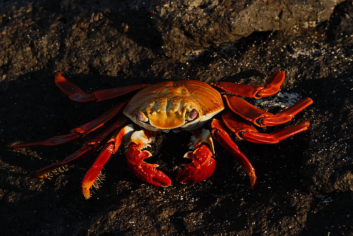 crab, Sally lightfoot, ocean, marină