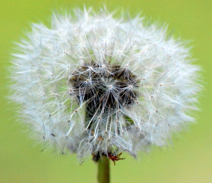 dandelion, nature, close, plant, seed, close-up, flower