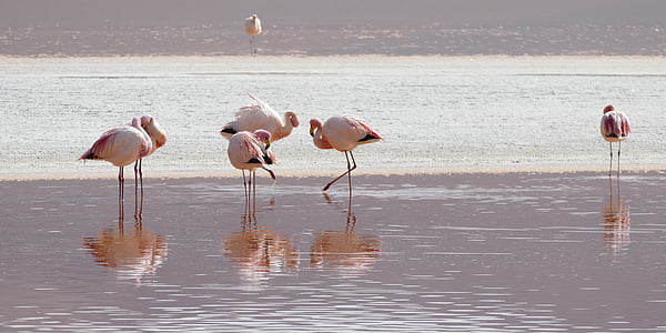 flamingos, lagoon, bolivia, flamingo, water, bird, animals in the wild