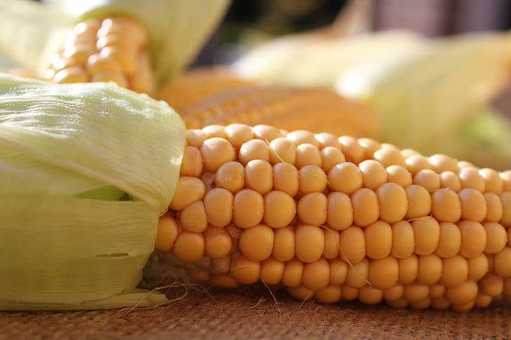 maïs op de kolf, maïs, natuur, groenten, voedsel, herfst, oogst