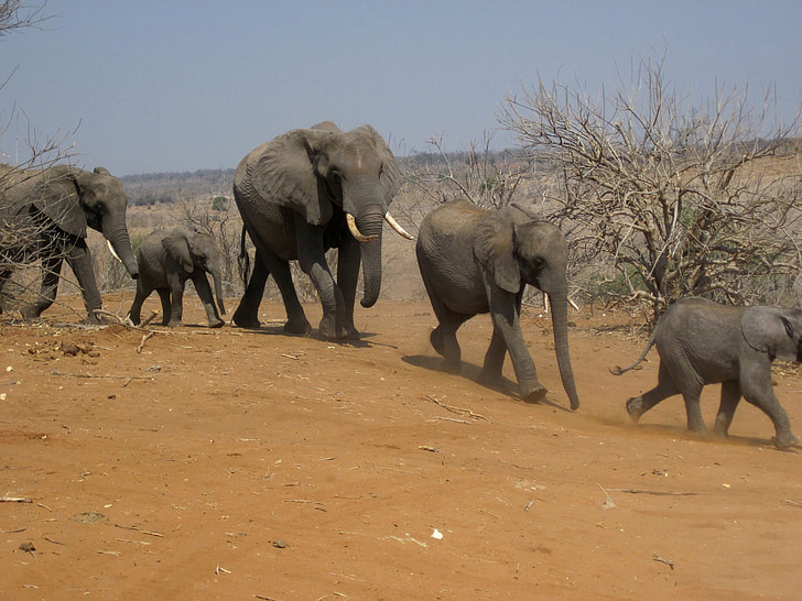 elevandid, pere, rühm, loomade, töötab, kõndimine, Botswana