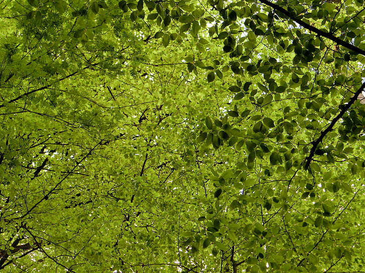 canopy, deciduous trees, leaves, nature, green