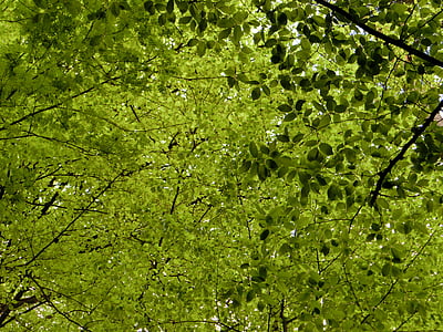 dossel, árvores de folha caduca, folhas, natureza, verde