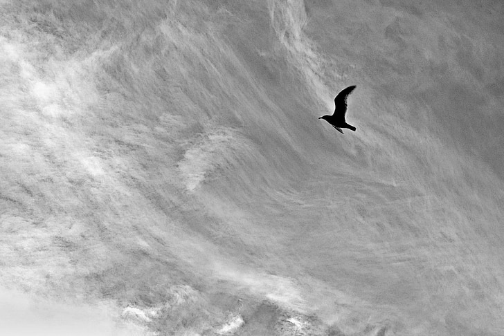 vuelo, Seagull, pájaro, cielo, monocromo, naturaleza, vuelo