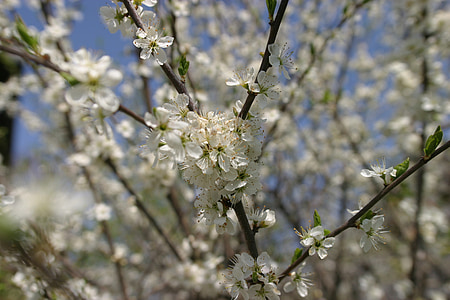 blossom, bloom, spring, flowers, nature, plant, tree