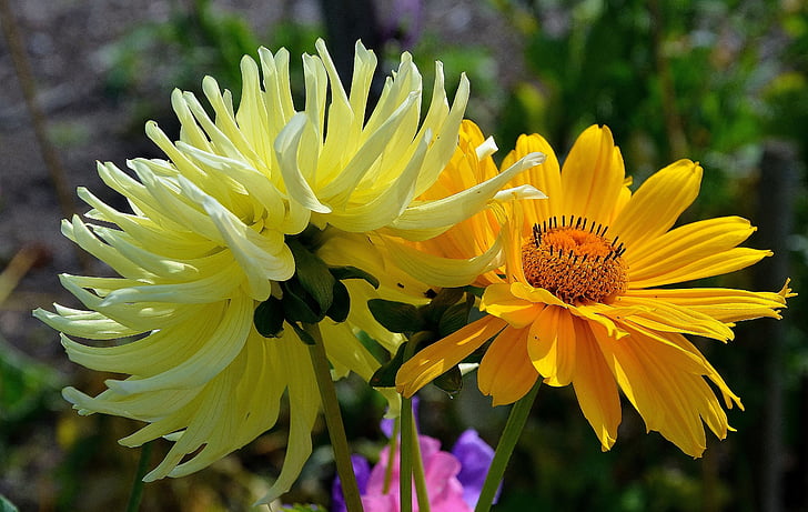 Gerbera, germini, kukka, kevään, koettu, romanttinen, keltainen kukka