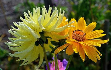 Gerbera, germini, květ, jaro, náklonnost, Romantický, žlutý květ
