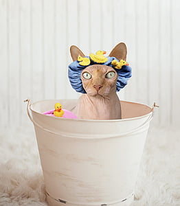 sphynx, cat, bathtub, rubber ducky, bucket, hairless, feline