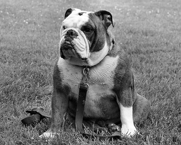 Bulldog, pies, zwierzętom, siedząc, portret, śmieszne