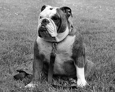 inglise buldog, koer, PET, istudes, portree, Naljakas