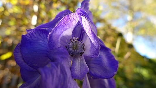 Aconit, plante, bleu, toxique, flore, plante ornementale, bleu violet