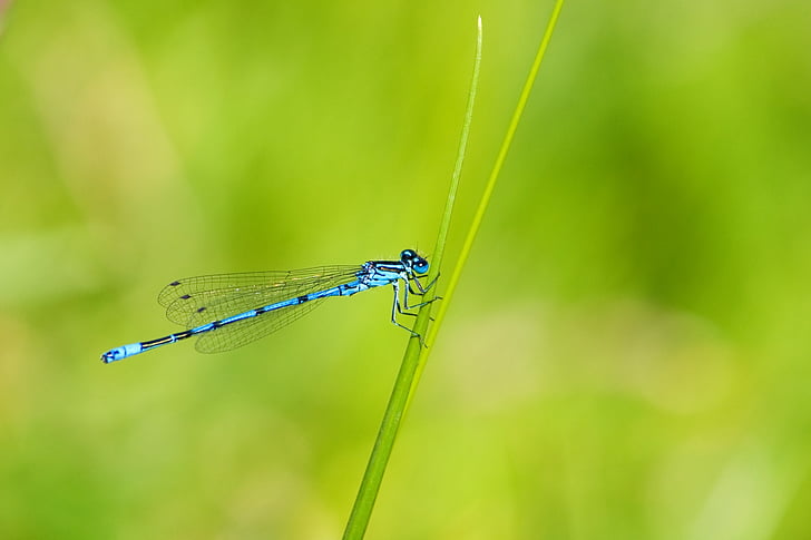Azure löhöilyyn, löhöilyyn, hyönteinen, sininen, sininen dragonfly, Demoiselle, eläinten