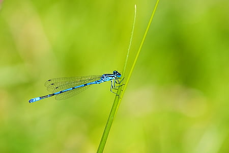 azure damselfly, damselfly, insect, blue, blue dragonfly, demoiselle, animal