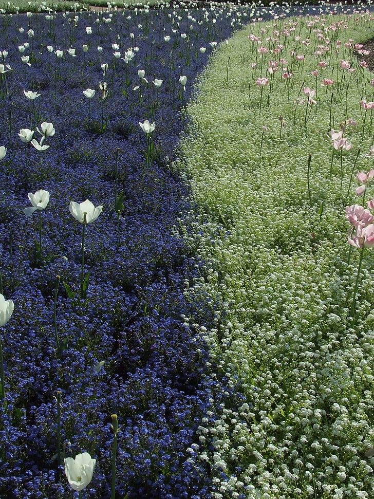 tulips, flowers, flower fields, park