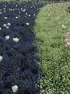 tulipas, flores, campos de flor, Parque