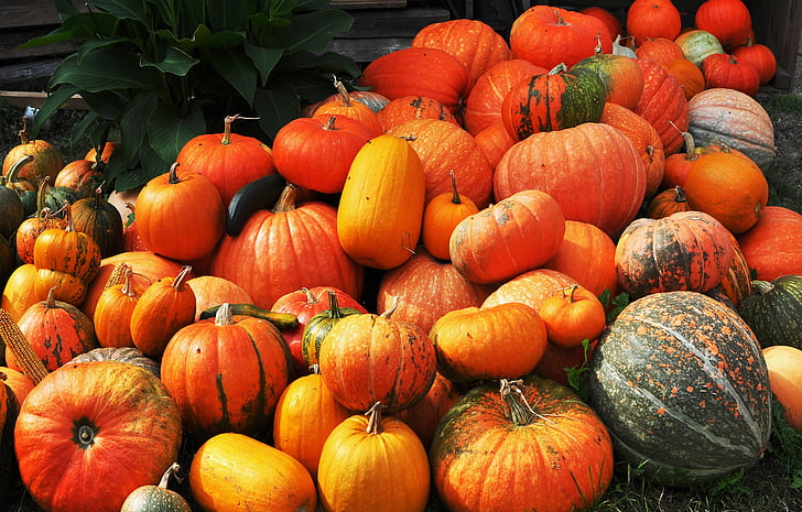 autumn, harvest, pumpkin, vegetables