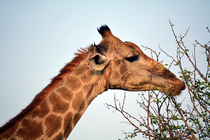 kruger, park, africa, nature, giraffe, eatting