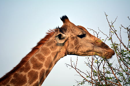 Kruger, parku, Afrika, Příroda, žirafa, eatting