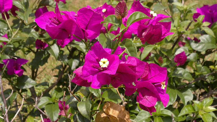 lila, blommor, lila blommor, Ceylon, Peradeniya, Kandy, Sri lanka